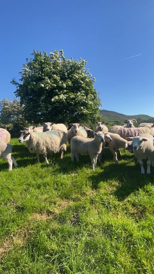 Mixed Beef and Lamb Box